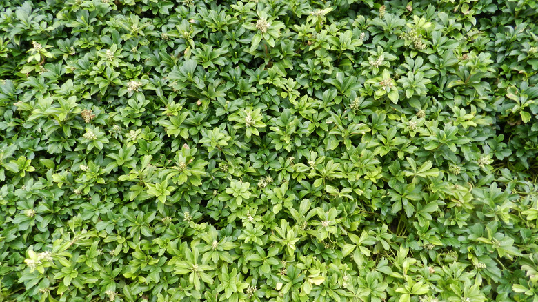 Large bush of Allegheny spurge