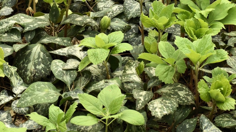 Mountain Pachysandra ground cover