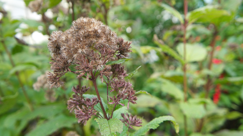 Little Joe Pye weed