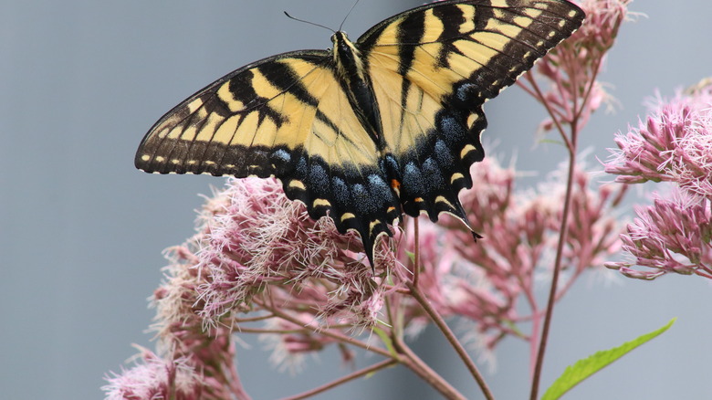 butterfly w/Joe Pye weed