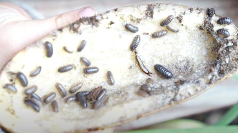 Pill bugs on potato