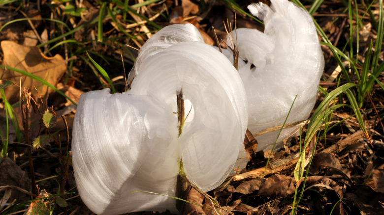 Frost flowers growing on Verbesina virginica