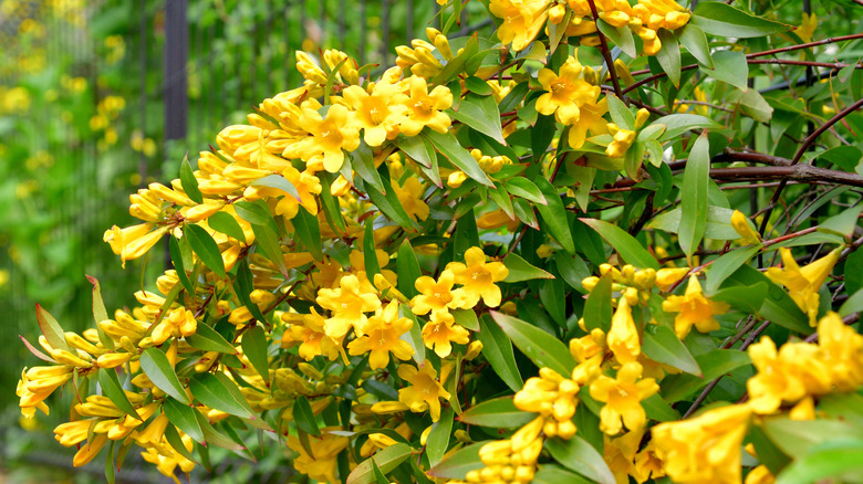 A mass of Carolina jessamine grows out of a vertical metal fence