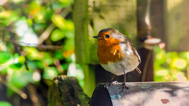 A small bird perched on a pipe in a yard