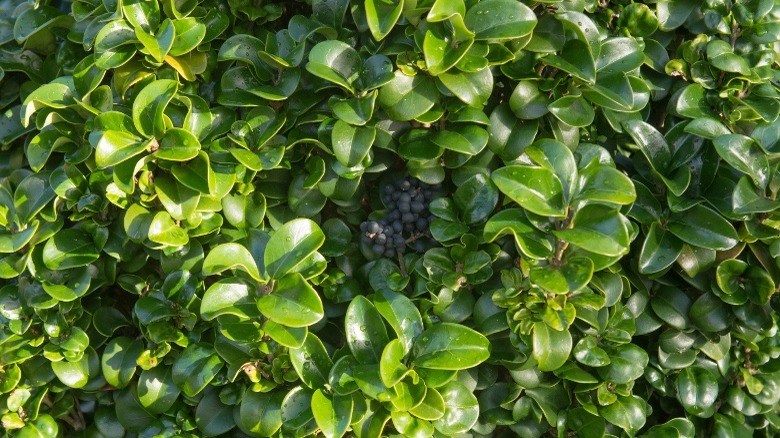 Wax leaf Ligustrum leaves and berries