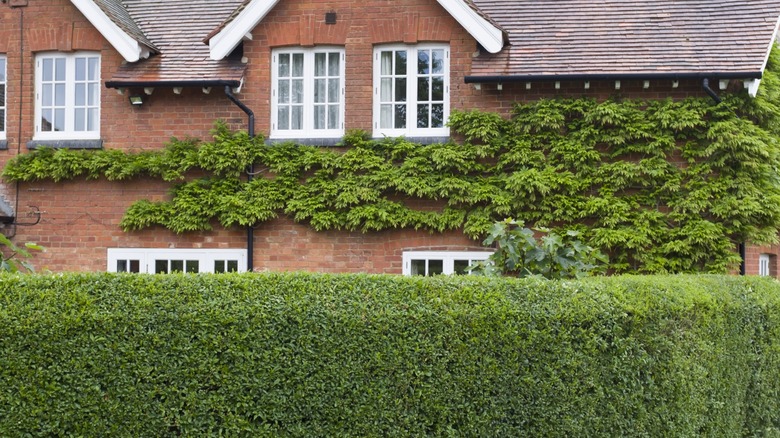 House with evergreen hedge in front