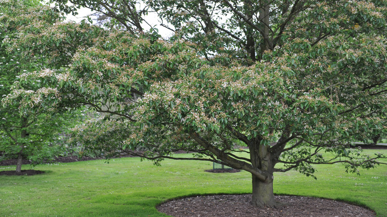 Korean mountain ash in bloom