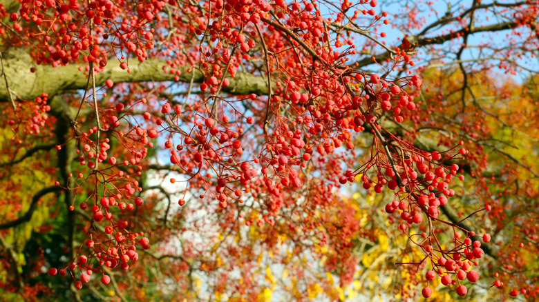 Close-up of Korean mountain ash with red berries