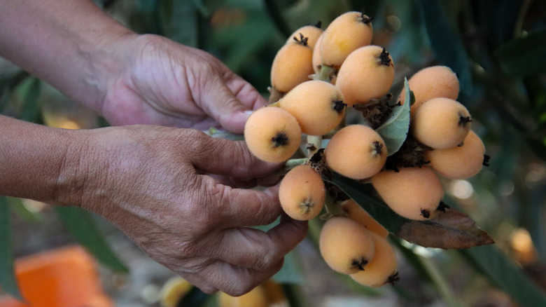 Person holding a branch with loquat fruit on it