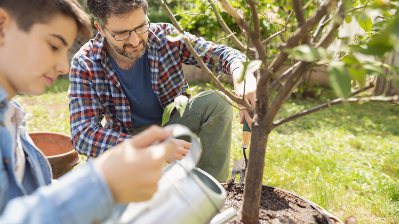 Father and sun taking care of a fruit tree