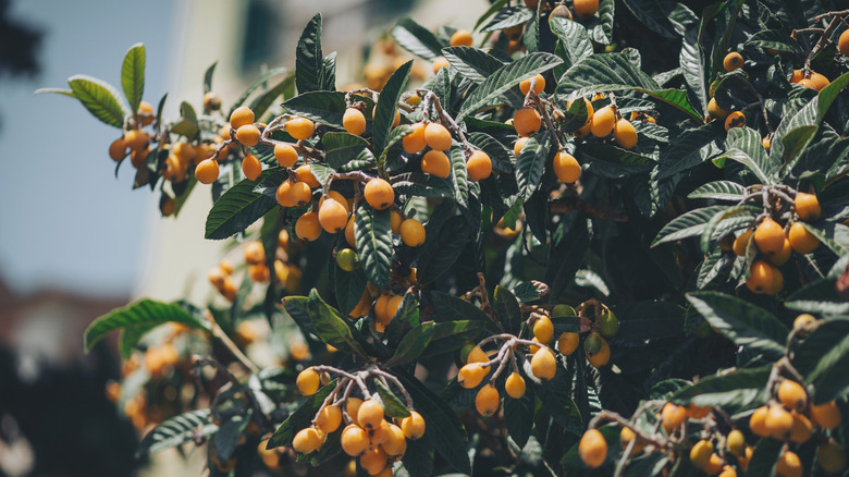 Ripe and fresh loquats growing on a tree