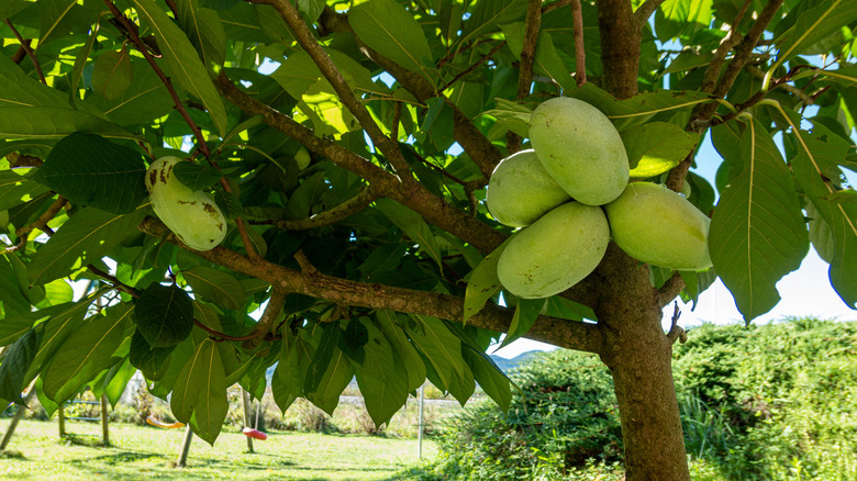 A pawpaw tree is full of ripe fruit.