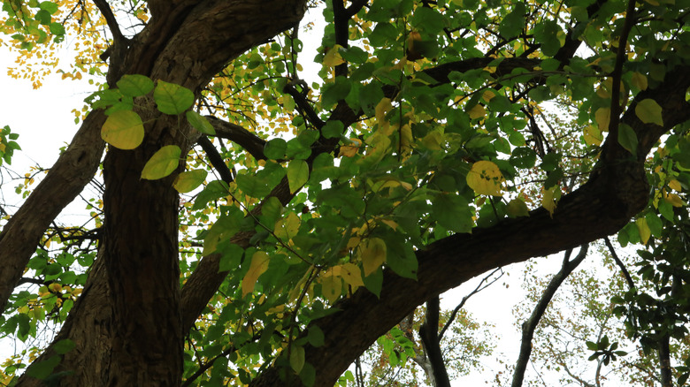 A large Osage orange tree grows.