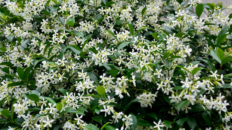 Trachelospermum asiaticum in full bloom with masses of creamy white flowers