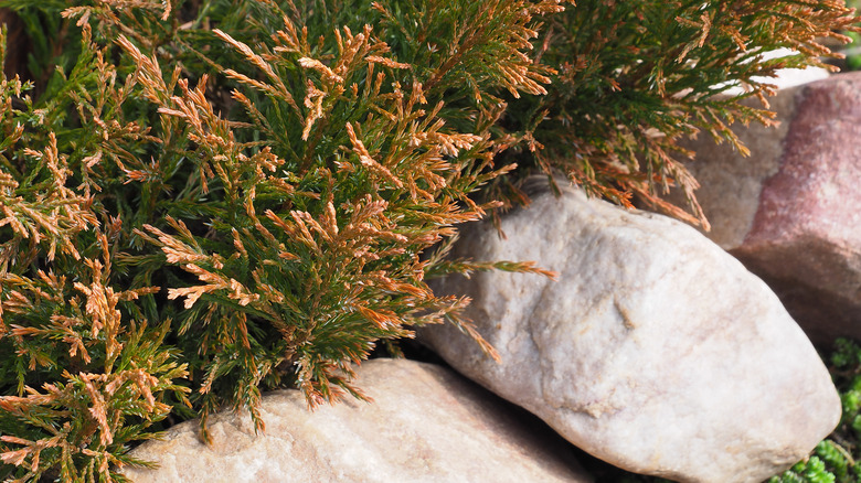 Bronze-tipped Siberian cypress planted in a rock garden.