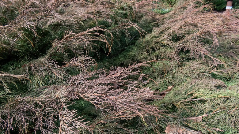 Bronze-purple feathery foliage of a Siberian cypress.