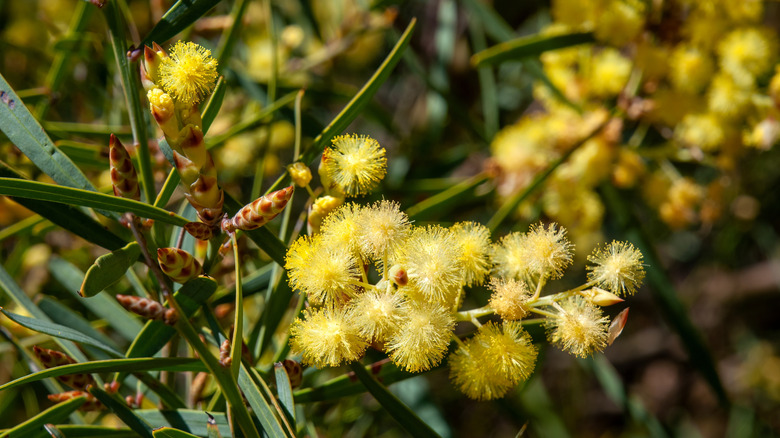 An up close view of yellow willow wattle blooms