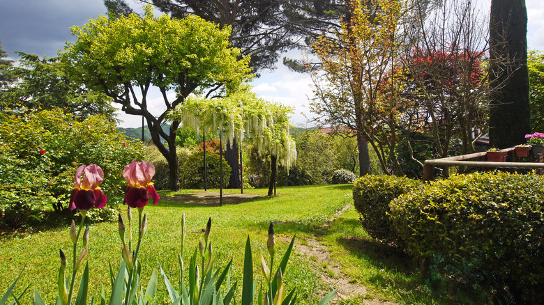 A private yard with various hedges and trees