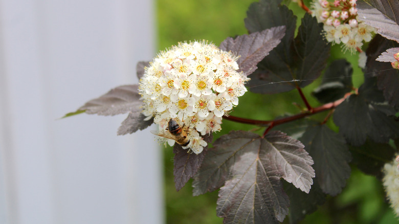 A bee rests on a blooming ninebark shrub.