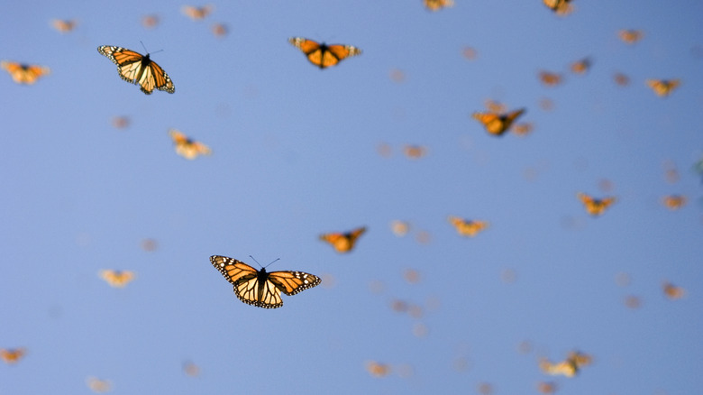 Colorful butterflies fly in the air.