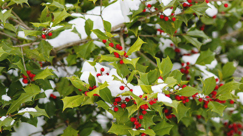 American holly with berries