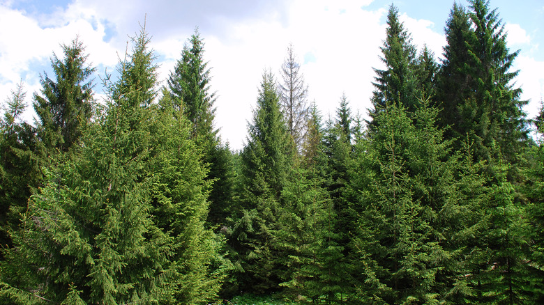 Norway spruce