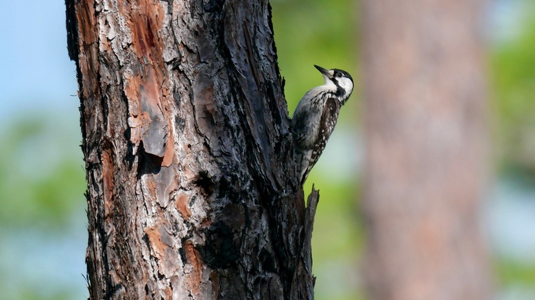 female red-cockaded woodpecker on pine tree