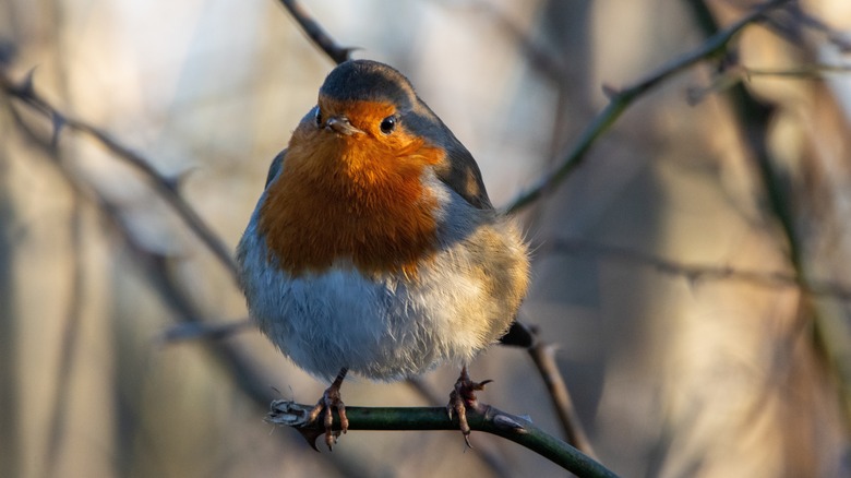 robin sitting on a tree