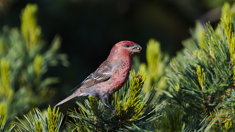 pine grosbeak on pine tree