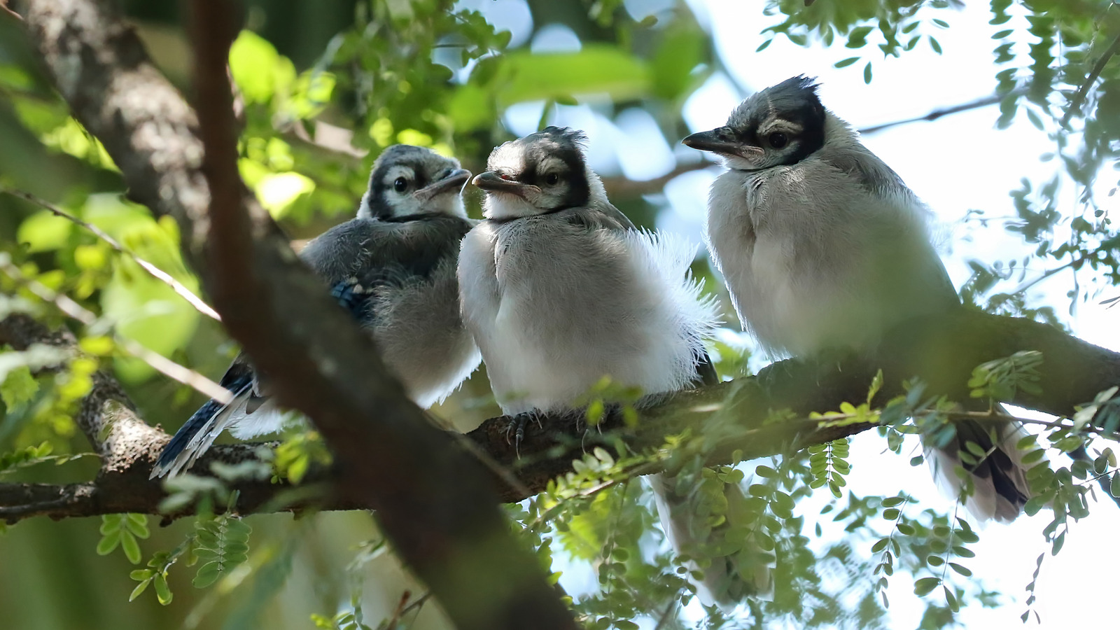 The FastGrowing Tree That Pollinators And Birds Can't Get Enough Of