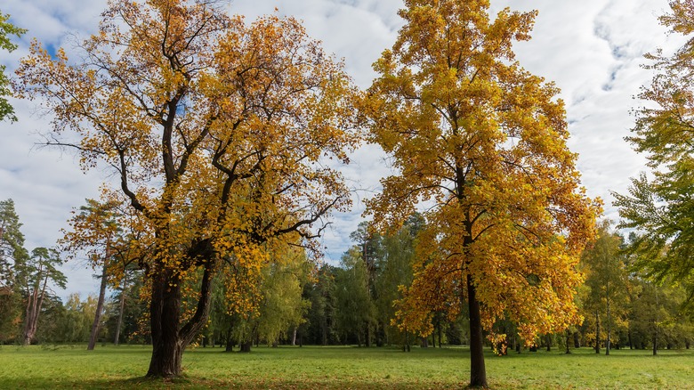 tulip poplar tree in fall