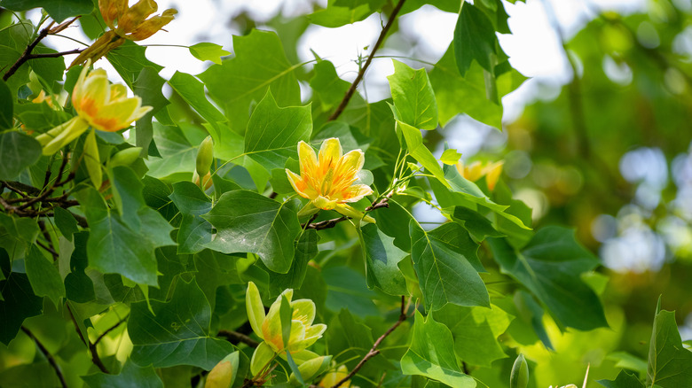 tulip poplar tree flowers