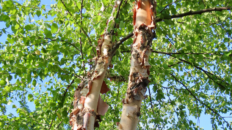 river birch bark and canopy