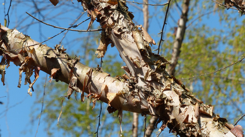 close up of river birch bark