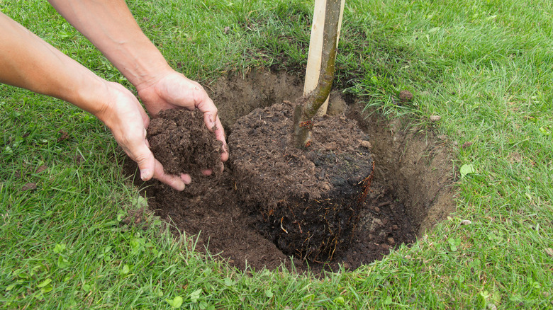 hands planting tree