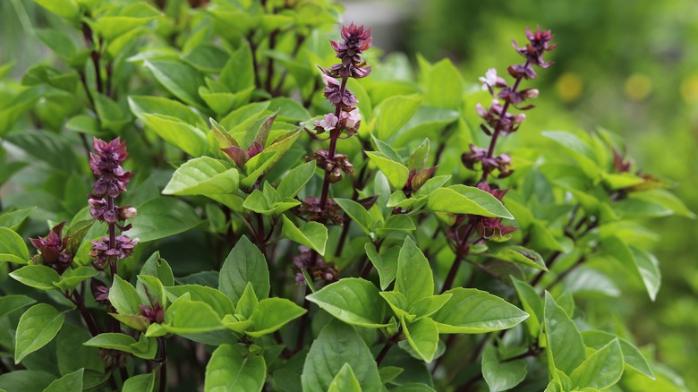 Purple cinnamon basil plant