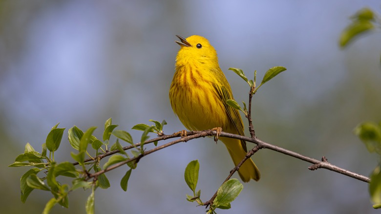 Yellow warbler in tree