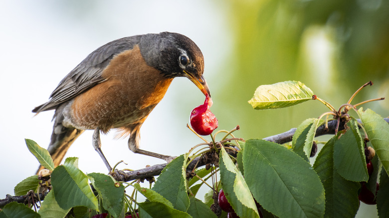 Robin eating fruit from a tree