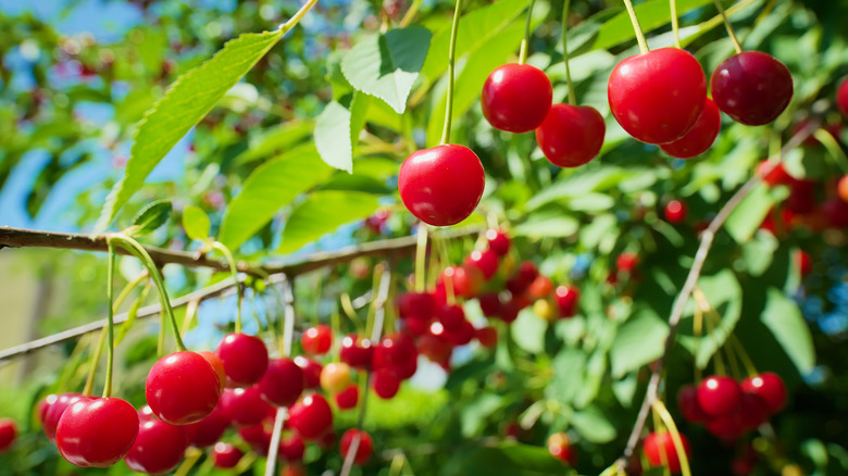 Ripe fruit on tart cherry tree