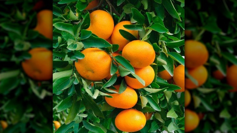 Close up of the fruit on a Dancy tangerine tree