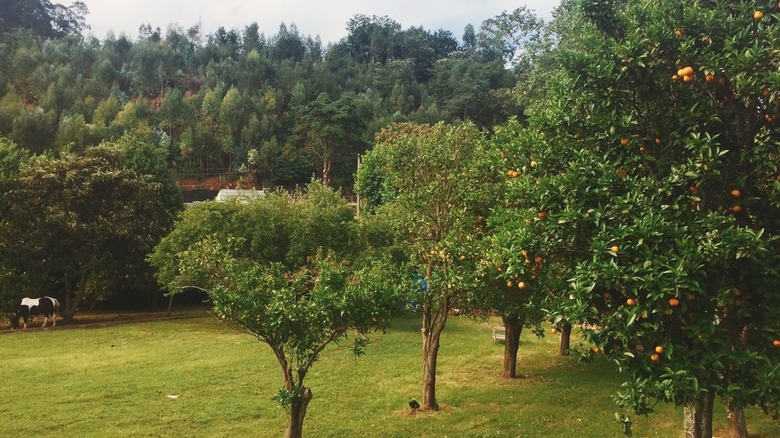 A large backyard orchard with a variety of fruit trees