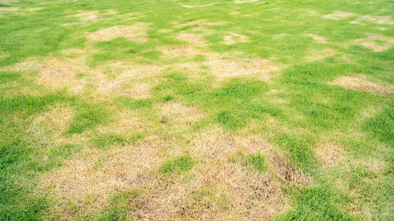 fungus on lawn