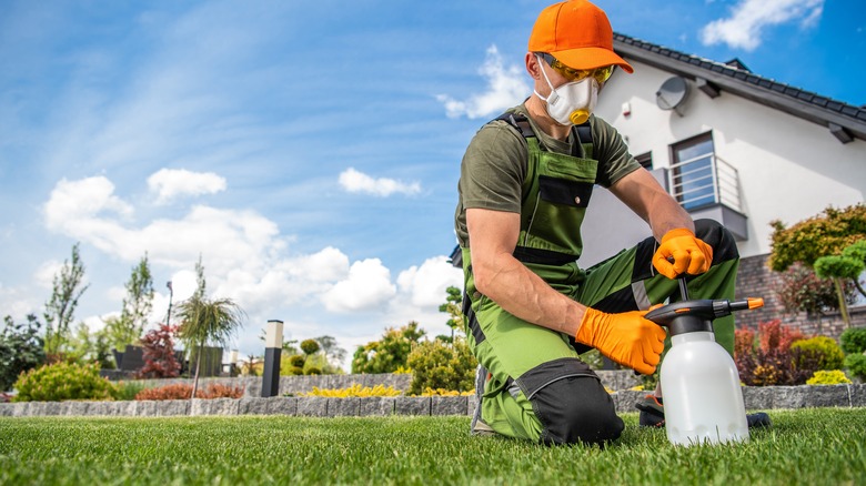 man applying fungicide on lawn