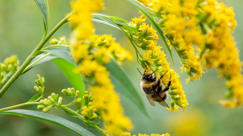 bee resting on goldenrod