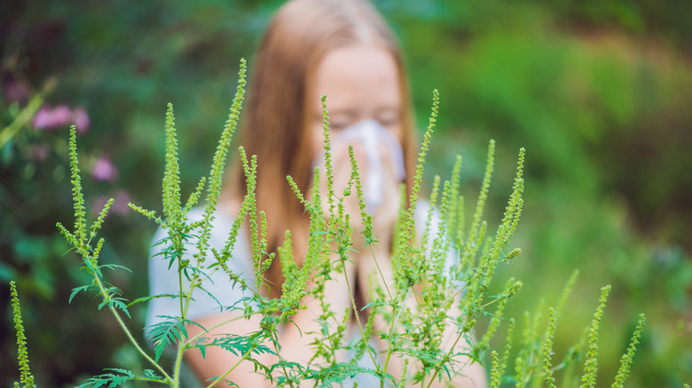 woman sneezing in ragweed