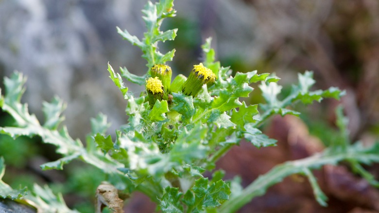 Common groundsel with flowers