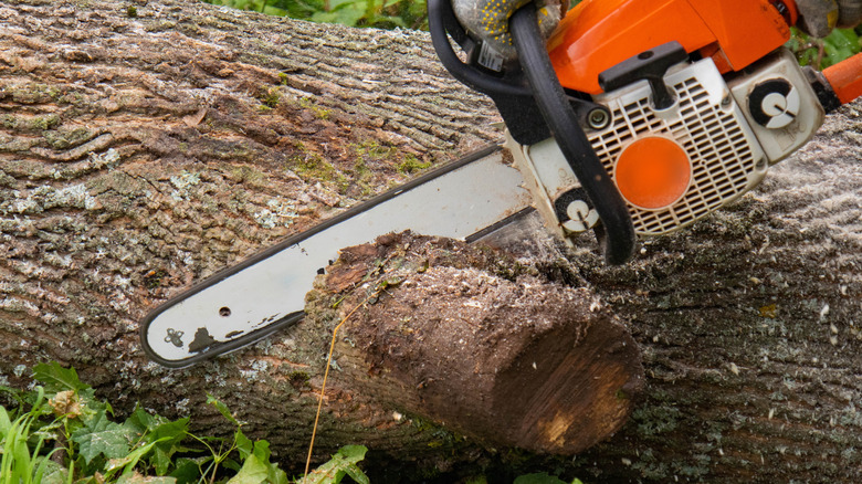 A person cuts through a tree with a chainsaw