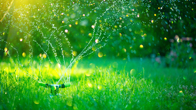 water sprinkler on grass lawn