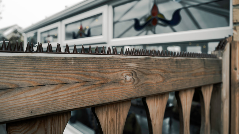 Anti-climb spikes installed on top of a wooden gate