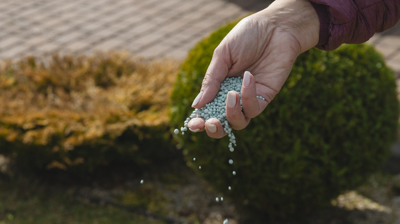 hand spreading fertilizer 